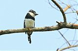 Pied Puffbirdborder=